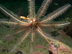 a cold water crinoid settled in a gorgonian, taken at 30 ... by Cesar Cardenas 